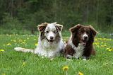 BORDER COLLIE 1019